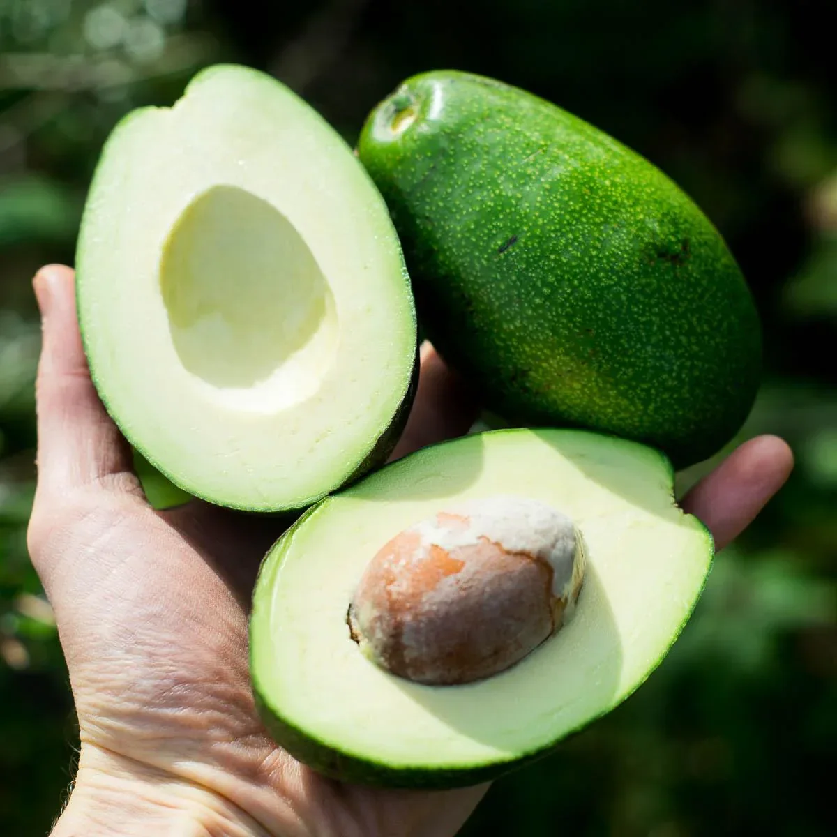 Avocados