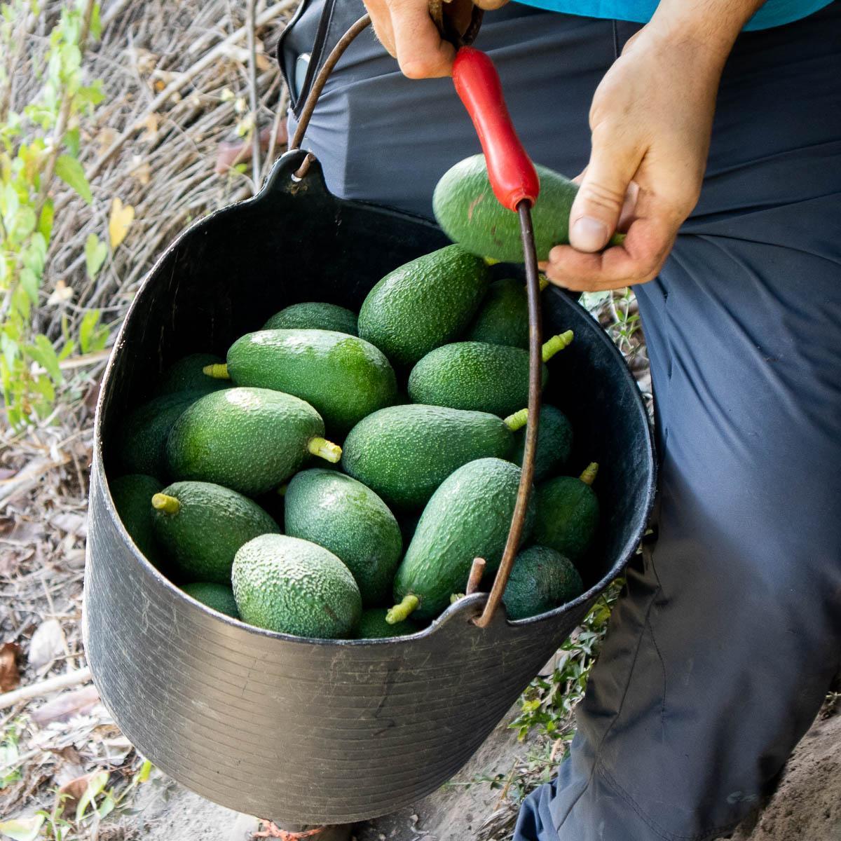 Avocado Fuerte - Image 4