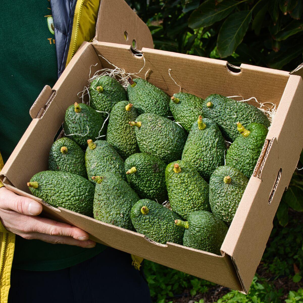 Avocado Hass - Image 5