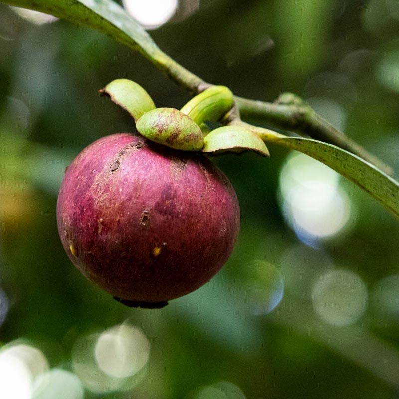 Mangostan - Image 9