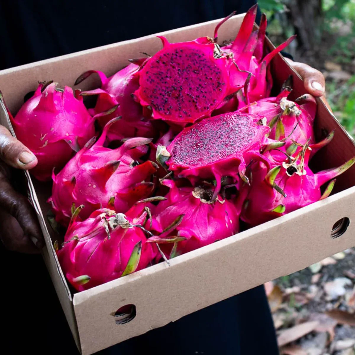 Drachenfrucht (Pitaya) rot - Image 11