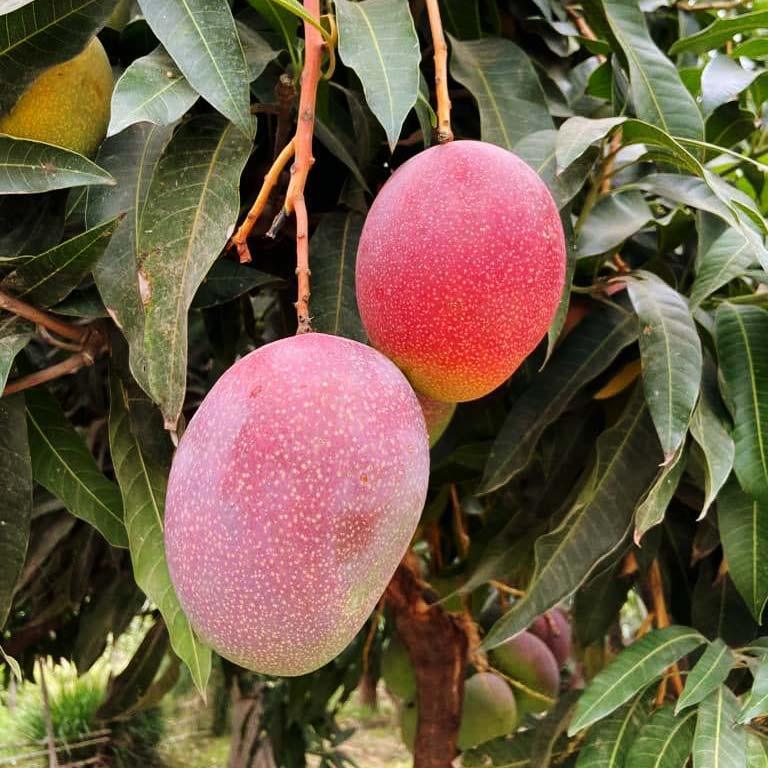 Mango Kent - Image 5