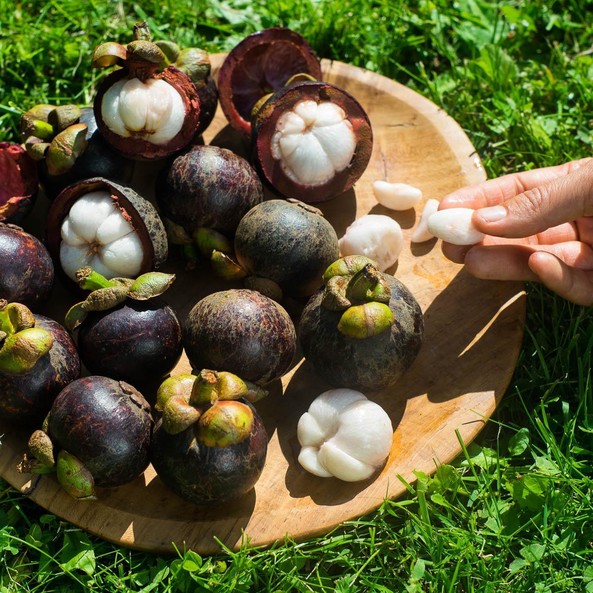 Mangostan - Image 10