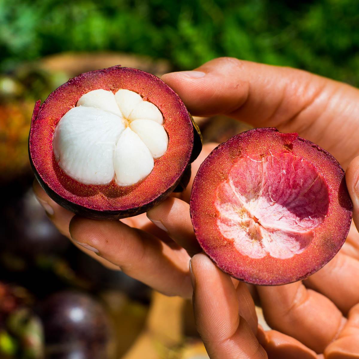 Mangostan - Image 12