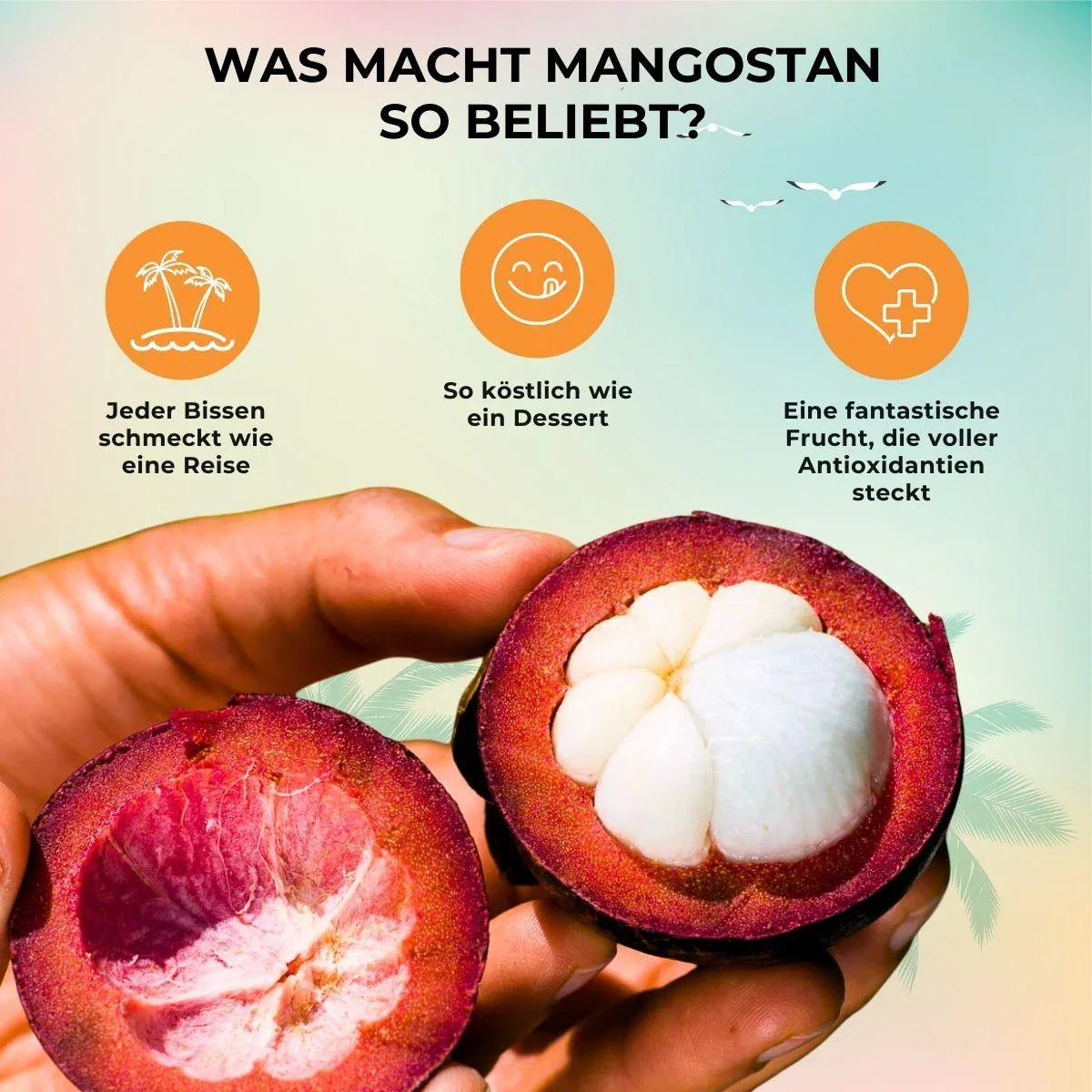 Mangostan - Image 14