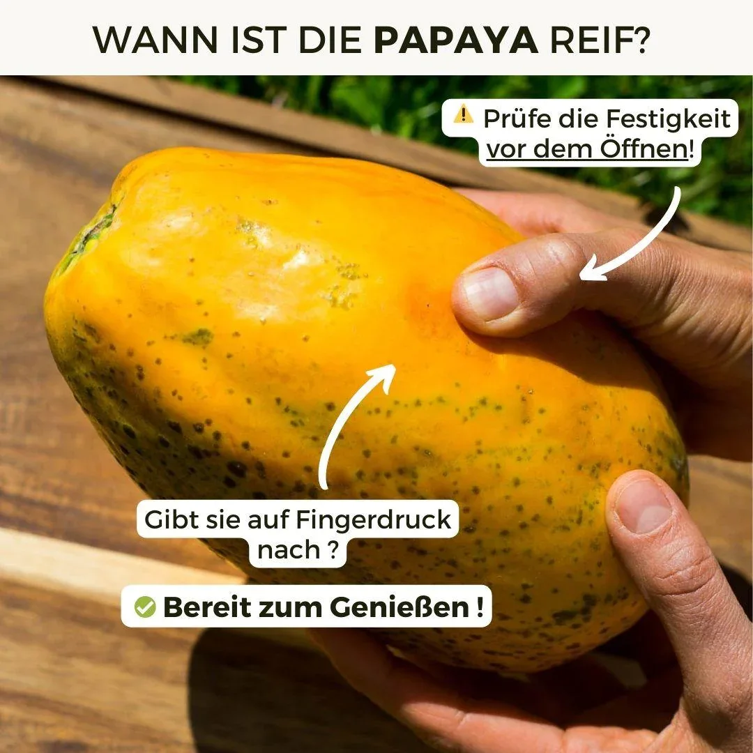 Papaya Golden - Image 4