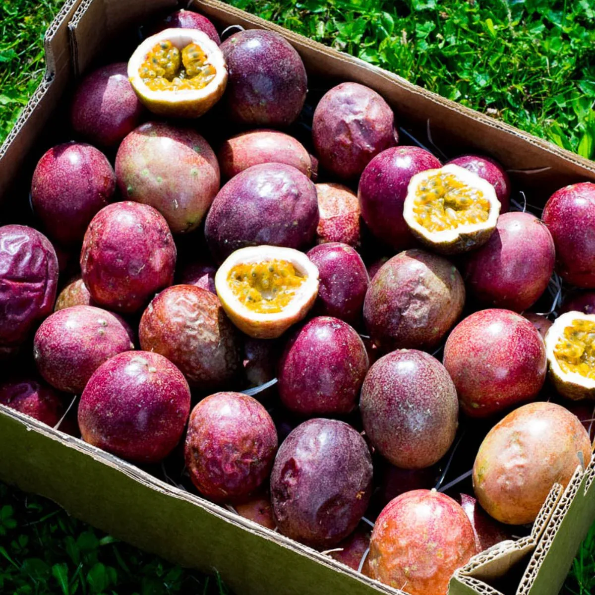 Passionsfrucht rot - Image 9